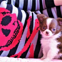 Chihuahua Puppies from Madelyn Kaye's Dynasty Couture Chihuahuas, LLC