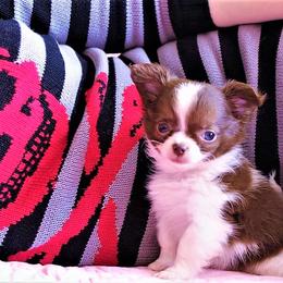 Chihuahua Puppies from Madelyn Kaye's Dynasty Couture Chihuahuas, LLC