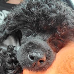 Poodle Puppies from Joanies Poodles