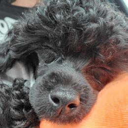 Poodle Puppies from Joanies Poodles