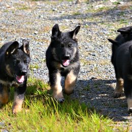 German Shepherd Puppies from Haus Morrisson German Shepherds