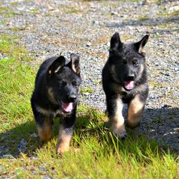 German Shepherd Puppies from Haus Morrisson German Shepherds