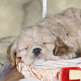 Chole's Cocker Spaniels breeder of Cocker Spaniel