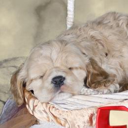 Chole's Cocker Spaniels breeder of Cocker Spaniel