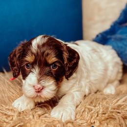 Loveland - Chocolate female Australian Labradoodle puppy in Decatur, Alabama from Southern Meadows Doodles