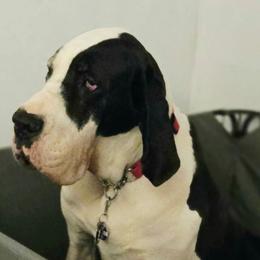 Great Dane puppies from Bluestone Valley Great Danes