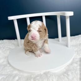 Mr. Burns - Red male Bernedoodle puppy in Otisville, Michigan from Danie’s Darling Doodles LLC