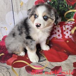 Boy 2 - Blue merle male Australian Shepherd puppy in Lakeland, Florida from Diamond P Australian Shepherds