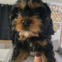 Eleanor, yellow collar - Black and tan female Cocker Spaniel puppy in South Milwaukee, Wisconsin from South East Wisconsin cocker spaniels