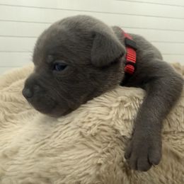 Mr  Red - Blue and white male Staffordshire Bull Terrier puppy in Dawsonville, Georgia from WEAT Pack