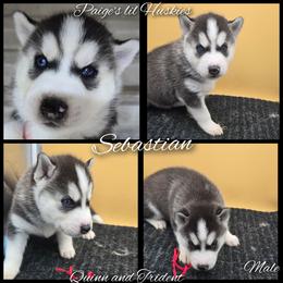 Sebastian - Black and white male Siberian Husky puppy in Bloomfield, Indiana from Paiges lil huskies