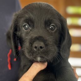 Ash - Black male Australian Labradoodle puppy in Concord, California from Golden State Good Dogs