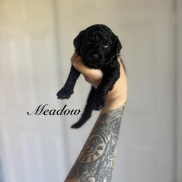 Meadow - Black female Goldendoodle puppy in Waterford, California from Alvdoodles