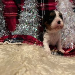 Joy - Tri-color female Cavalier King Charles Spaniel puppy in Atoka, Oklahoma from Rohus Puppies
