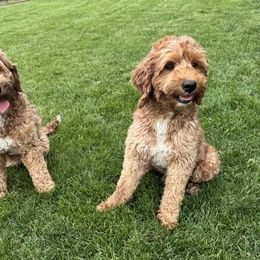 Goldendoodle All Grown Up from Polly Wolly Doodles