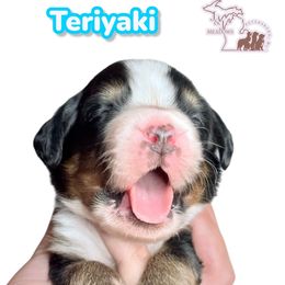 Teriyaki - Black rust and white male Bernese Mountain Dog puppy in Petersburg, Michigan from J & J Meadows