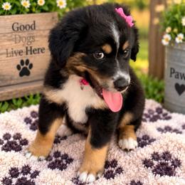 Dark pink - Black tri female Miniature Australian Shepherd puppy in 32046, Florida from River Hill Ranch