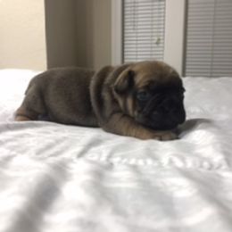French Bulldog Puppies from PNW French Bulldogs