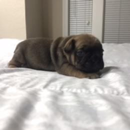 French Bulldog Puppies from PNW French Bulldogs