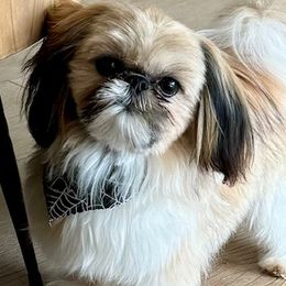 Oliver - Shih Tzu
