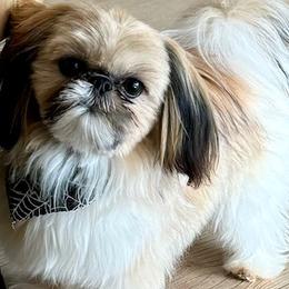 Oliver - Shih Tzu