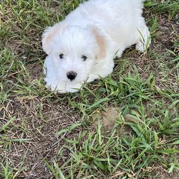 Norma Jean - White female Coton de Tulear puppy in Dundee, Michigan from Cay Cotons