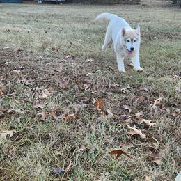 Siberian Husky Puppies from Spirit of the Moon Siberians