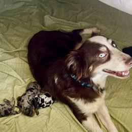Aussiedoodles and Miniature Australian Shepherds from DLT MiniAussie