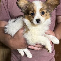 Princess Peach - Girl 1 AKC - White and sable female Papillon puppy in Blue Ridge, Georgia from Butterfly Ridge