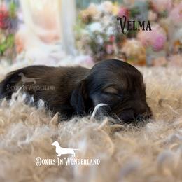 Velma - Cream female Dachshund puppy in Rainier, Oregon from Doxies in Wonderland