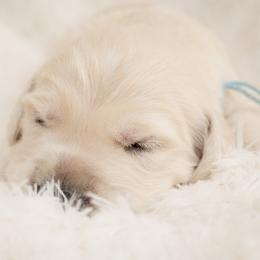 Mr Baby Blue - Light golden male Golden Retriever puppy in Hayward, California from East Bay Golden Retrievers