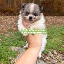 Blue merle parti - Blue merle male Pomeranian puppy in Kentucky from Em&M Pomeranians