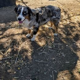 Poncho - Australian Shepherd