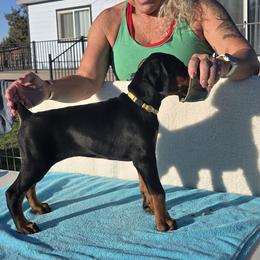 Calliope - Black and rust female Doberman Pinscher puppy in Terrebonne, Oregon from Von Traumhaft Shon Dobermans