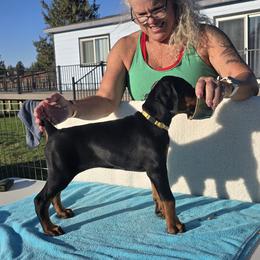 Calliope - Black and rust female Doberman Pinscher puppy in Terrebonne, Oregon from Von Traumhaft Shon Dobermans