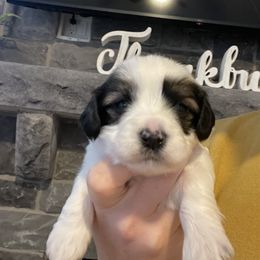 Boy 2 - Havanese puppy in Osceola, Indiana from LUV my HAVAMALT