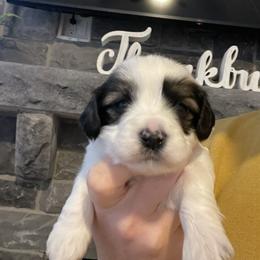 Boy 2 - Havanese puppy in Osceola, Indiana from LUV my HAVAMALT