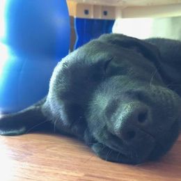 Labrador Retrievers from Ridgeline Retrievers