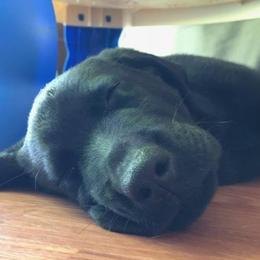 Labrador Retrievers from Ridgeline Retrievers