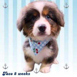 Taco - Gray and white male American Corgi puppy in Mansfield, Ohio from Moonrise corgis