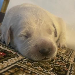 Golden Retriever Puppies from Goldens