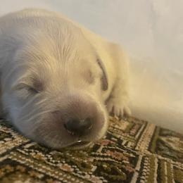 Golden Retriever Puppies from Goldens