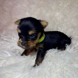Boy 1 (green) - Black and gold male Yorkshire Terrier puppy in New Albany, Mississippi from Hardy Kennel
