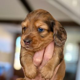 Willie - Dapple male Dachshund puppy in Queen Creek, Arizona from Jolly Rogers Dachshunds
