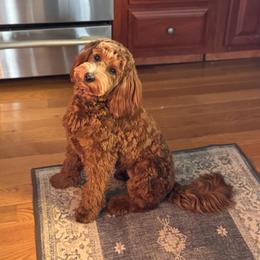 Millie - Goldendoodle