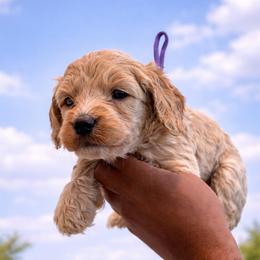 Fishy - Cream female Goldendoodle puppy in Houston, Texas from Were The Mack'Doodles