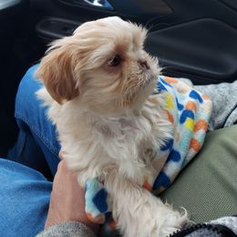 Shih Tzu Puppies from N.F.S.T Imperial ShihTzu Puppies.