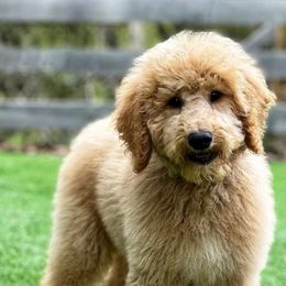 Australian Labradoodle, Cavapoo, and Goldendoodle Puppies from Deer Creek Labradoodles