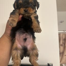 Yorkshire Terrier Puppies from PUPS “ R” US