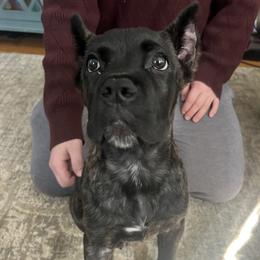 Red Collar - Black brindle male Cane Corso puppy in Kingsport, Tennessee from Gray Cane Corsos